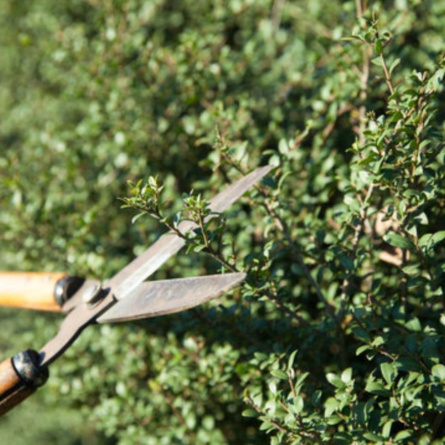 庭木剪定 刈谷市 | 刈谷市で庭木剪定ならお庭の窓口刈谷市