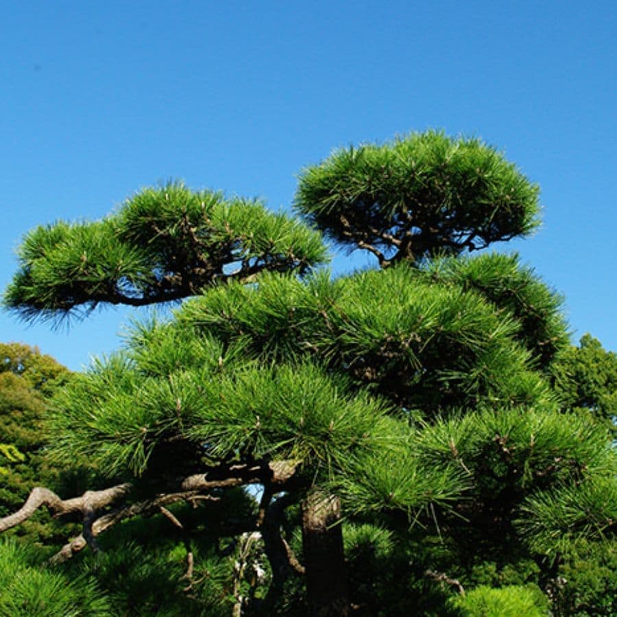 松の木剪定・伐採 刈谷市 | 刈谷市で松の木剪定・伐採ならお庭の窓口刈谷市