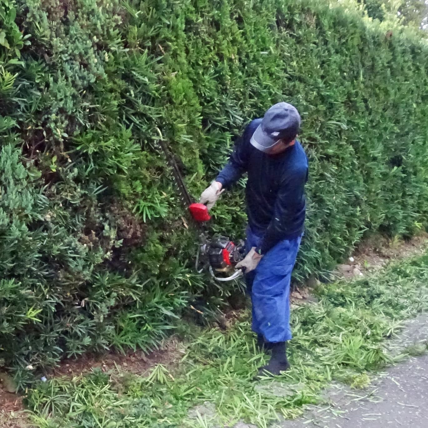生垣剪定 刈谷市 | 刈谷市で生垣剪定ならお庭の窓口刈谷市