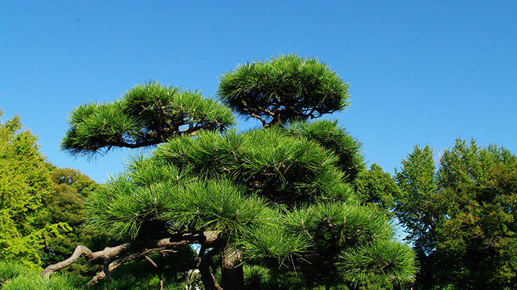 工事完成 | 刈谷市で庭木の剪定・伐採ならお庭の窓口刈谷市