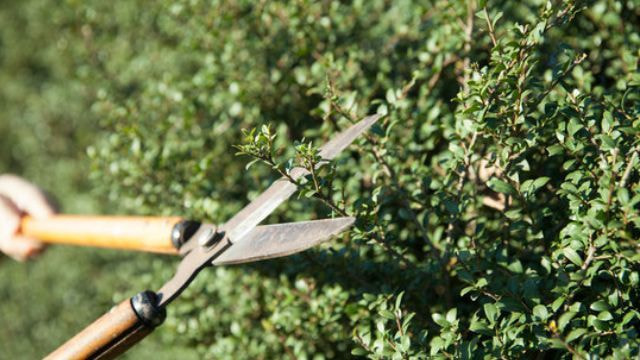 庭木剪定 刈谷市 | 刈谷市で庭木剪定ならお庭の窓口刈谷市