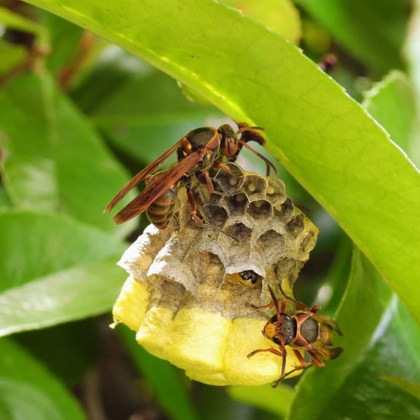 蜂の巣駆除 刈谷市 | 刈谷市で蜂の巣駆除ならお庭の窓口刈谷市