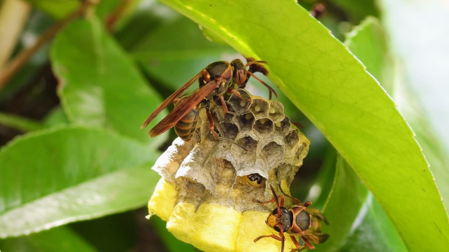 蜂の巣駆除 刈谷市 | 刈谷市で蜂の巣駆除ならお庭の窓口刈谷市